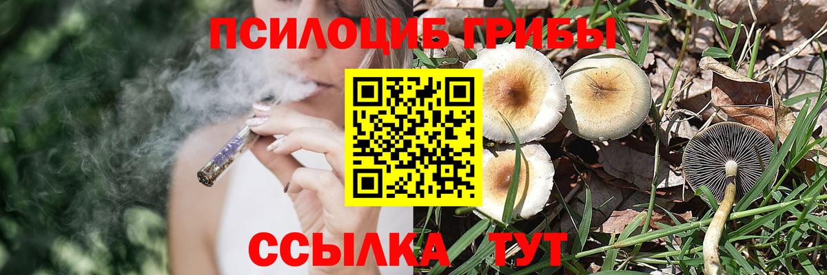 Псилоцибиновые грибы Cubensis  хочу   Котлас  Вход с VPN 